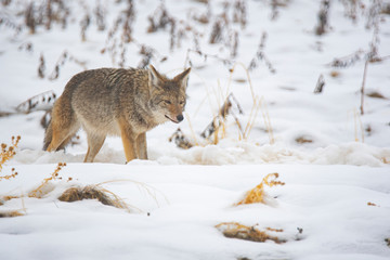 Coyote in snow at Antelope Island state park in Utah