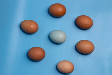 eggs isolated on blue background, copy space