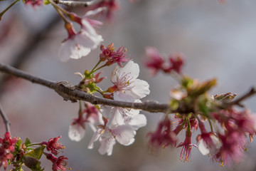 Sakura flower,Cherry Blossom, Japan national flower.bloom for just a couple of days in spring.