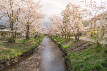 Fototapeta na wymiar Sakura flower,Cherry Blossom, Japan national flower.bloom for just a couple of days in spring.