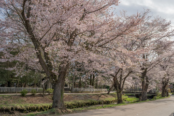 Fototapeta premium Sakura flower,Cherry Blossom, Japan national flower.bloom for just a couple of days in spring.