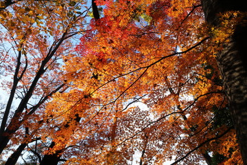 日本　東京の紅葉