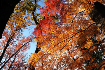 日本　東京の紅葉