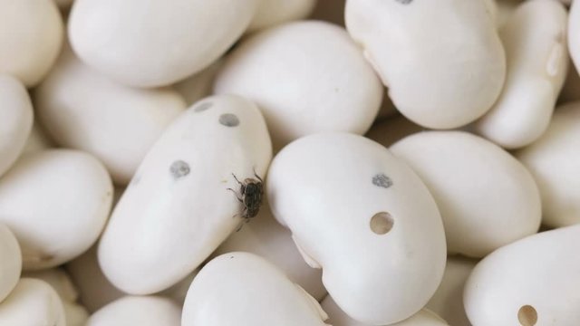 one bug ( Acanthoscelides obtectus ) are crawl away on bean seeds.