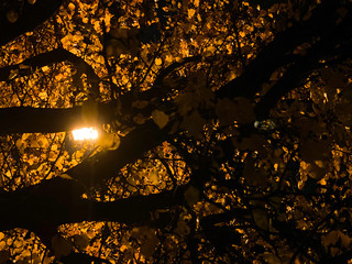 Autumn leaves illuminated city light