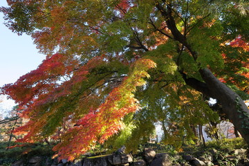 日本　東京の紅葉