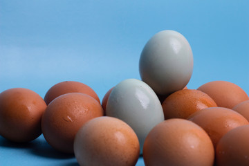 eggs isolated on blue background, copy space