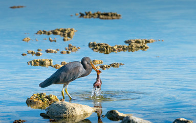 Eastern egret, grey morph version standing on coral with dead baby bird