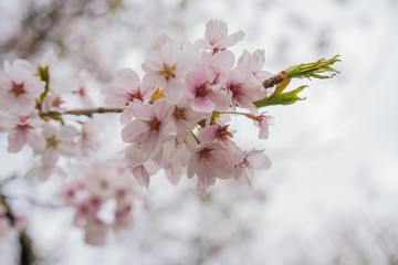 Sakura flower,Cherry Blossom, Japan national flower.bloom for just a couple of days in spring.