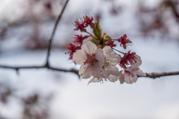 Sakura flower,Cherry Blossom, Japan national flower.bloom for just a couple of days in spring.