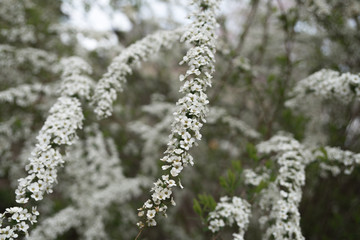 Sakura flower,Cherry Blossom, Japan national flower.bloom for just a couple of days in spring.