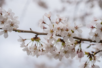 Sakura flower,Cherry Blossom, Japan national flower.bloom for just a couple of days in spring.