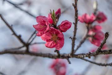 Sakura flower,Cherry Blossom, Japan national flower.bloom for just a couple of days in spring.