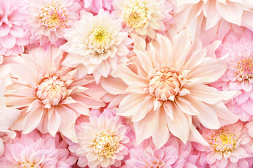 Summer blossoming delicate dahlias, blooming flowers festive background, pastel and soft bouquet floral card, selective focus, toned	 - obrazy, fototapety, plakaty