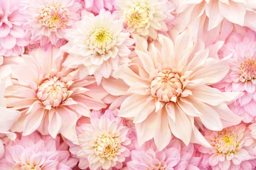 Foto op Plexiglas Summer blossoming delicate dahlias, blooming flowers festive background, pastel and soft bouquet floral card, selective focus, toned  © ulada