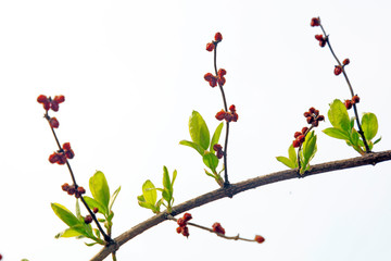 Lonicera maackii branch in the wild