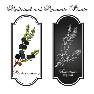 Black crowberry empetrum nigrum , edible and medicinal plant