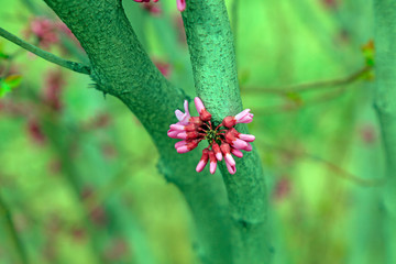 Cercis chinensis flower in a garden