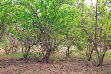 Green bushes in the park