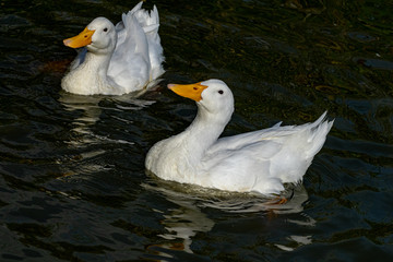 Comical curious looking white pekin ducks