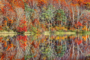 蓮華白池の紅葉