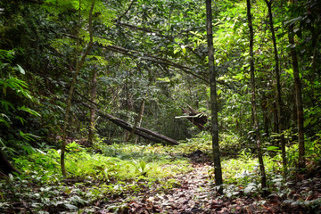 Nature trail of Thailand.