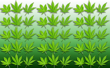 canabis leaf background, cbd
