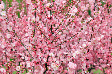 Amygdalus triloba flower in the wild