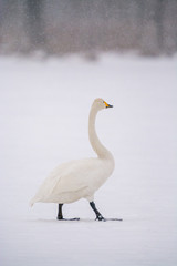 Whooper Swans at Kushiro Hokkaido Japan
