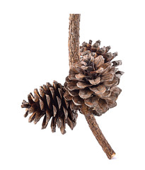 Khasiya Pine on white background