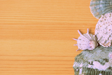 Sea shells on a wooden background close-up. Top view, copy space. Retro style toned