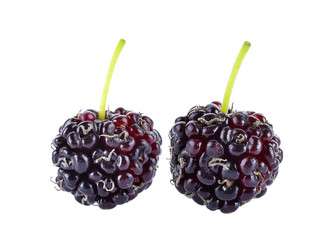 Mulberry on white background