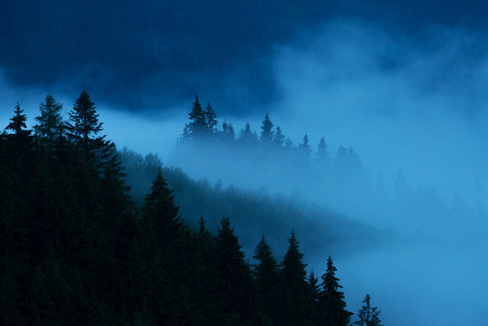 Dark forest in the fog