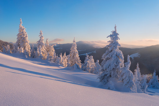 Snowy trees in morning light