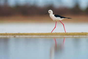 Black-winged stilt (Himantopus himantopus)