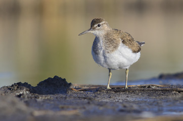 Common Sandpiper (Actitis hypoleucos)