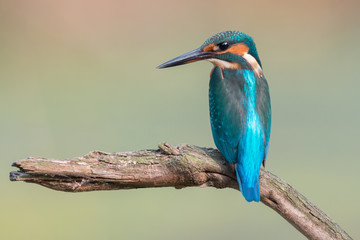 Common Kingfisher (Alcedo atthis)