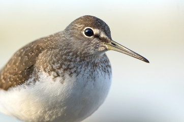 Green Sandpiper