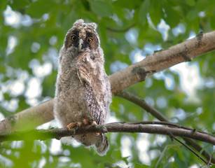 Long-Eared Owl Chick