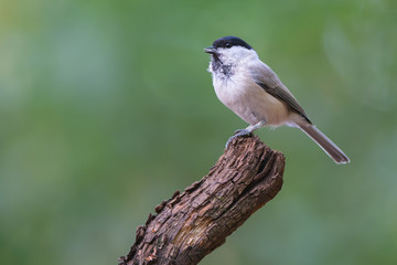 Marsh tit (Poecile palustris)