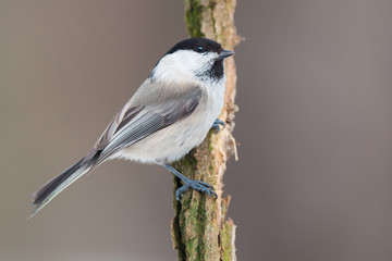 Marsh tit (Poecile palustris)