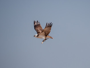 Osprey in flight on Hawar Islands in the Arabian Gulf between Bahrain and Qatar