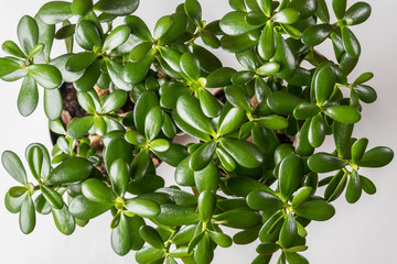 Succulent houseplant Crassula as background