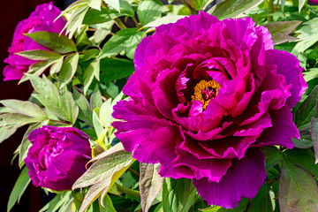 Fototapety na wymiar - Fototapeta24.pl