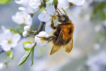 The photo shows a close-up bee on a flower. In the background is a blossoming apple tree.