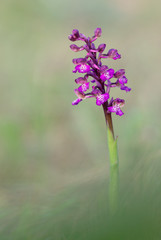 Orchis peint (Anacamptis picta)