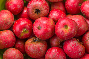 The hawthorn stands alone on a white background