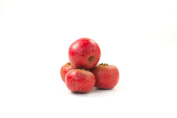 The hawthorn stands alone on a white background