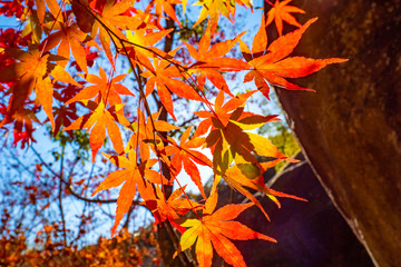 Japan. Autumn nature. Japanese maples. Maple leaves in the fall. Autumn in Japan. Red leaves of a tree.