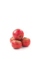 The hawthorn stands alone on a white background
